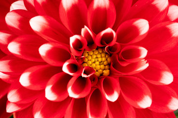 red white dahlia flowers