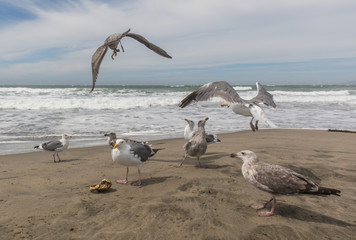 seagulls in San francisco