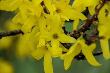 View of yellow blooming forsythia in spring