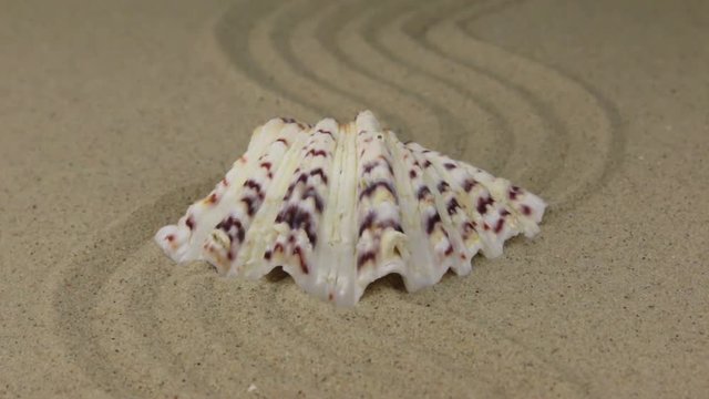 Zoom of a beautiful seashell lying on a curve made of sand.