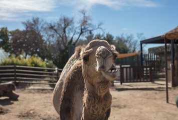 funny camels partner