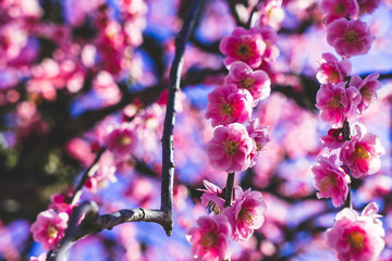 Plum garden, Mie, Japan