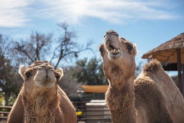 funny camels partner