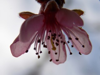pink cherry blossom
