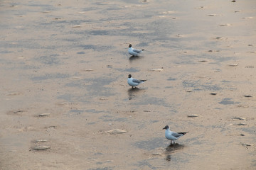 Seagulls standing on a beach with the beautiful lighting and sea background.