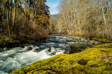Naklejka premium White water rapids on the Dosewallips river in Washington on the Olympic Peninsula