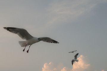 Close up Seagull flying in the air and sky background.Freedom seagull expand wings in the sky.