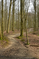 Fototapeta premium Chemin traversant un bois composé surtout de hêtres au parc de Tervuren à l'est de Bruxelles