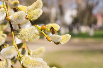  Honey bee on willow flowers close up.