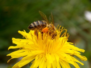 bee on a yellow dandelion