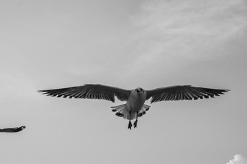 Black and white close up Seagull flying in the air and sky background.Freedom seagull expand wings in the sky.