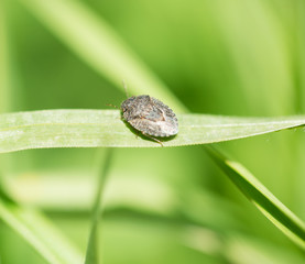 Small green bug on leaf