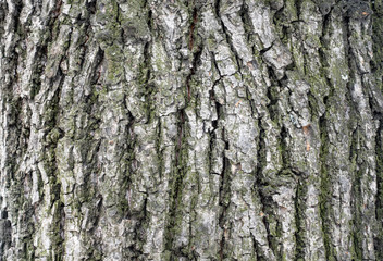 Obraz premium The bark of an old tree. Larch bark.