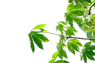 Tropical tree leaves with branches on white isolated background for green foliage backdrop 