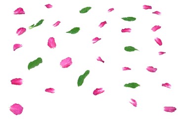 Blurred a group of sweet pink rose corollas with green leaves on white isolated background 