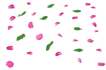 Blurred a group of sweet pink rose corollas with green leaves on white isolated background 