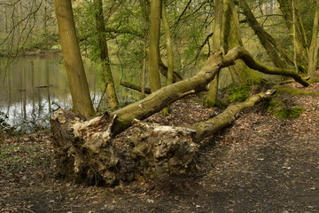 Arbres déracinés lors de la dernière tempête au parc de Tervuren 