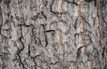 The bark of an old tree. Larch bark.