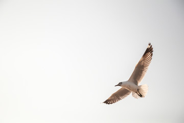 Close up Seagull flying in the air and sky background.Freedom seagull expand wings in the sky.