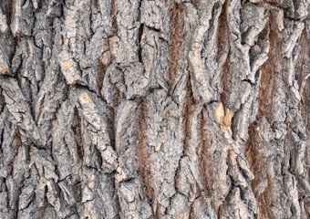 The bark of an old tree. Larch bark.