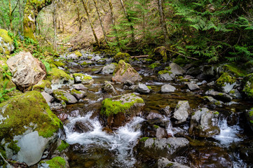 Rocky Brook flows out of the Olympic National Park near Dosewallips State Park in Washington's Olympic Peninsula