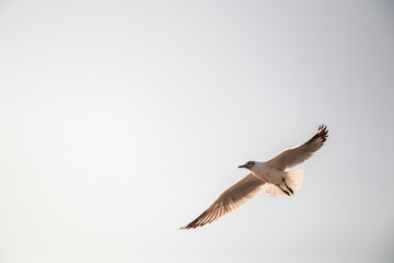 Close up Seagulls flying in the air and sky background.Freedom seagulls expand wings in the sky.