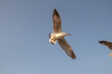 Close up Seagull flying in the air and sky background.Freedom seagull expand wings in the sky.