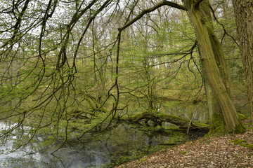 Branchage très dense au bord d'un étang isolé en plein bois au parc de Tervuren à l'est de...