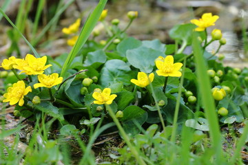 Obraz premium Blumen