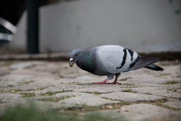 Pigeon