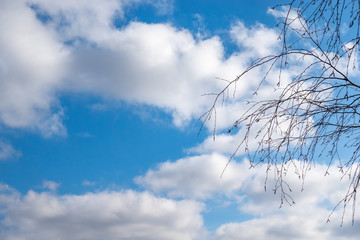 Thin branches of a birch without leaves against the blue cloudy sky.
