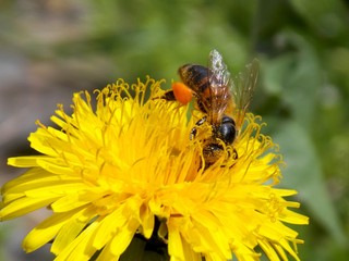 bee on a yellow dandelion