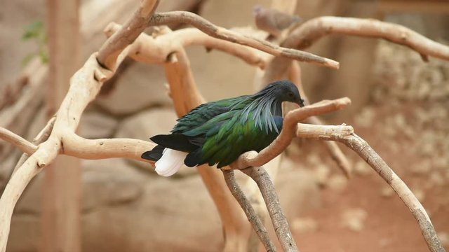 A nicobar pigeon (dove) (Caloenas nicobarica) perched on a tree branch, calmly looks around the environment allowing a view of beautiful glossy green and black colours.  