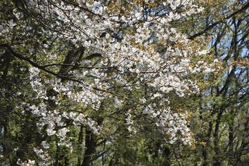 Fototapeta premium Cherry blossoms in full bloom in the park.