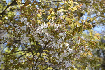 Cherry blossoms in full bloom in the park.