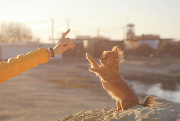 obedience concept of young woman hand with gesture training her little puppy chihuahua pet dog standing on hinder legs during outdoor sunset beach leisure