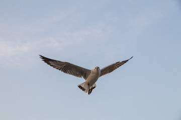Close up Seagull flying in the air and sky background.Freedom seagull expand wings in the sky.