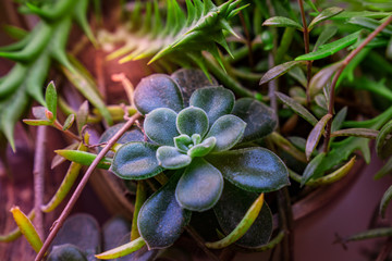 Closeup of home Echeveria flower among other succulents plants in the pot