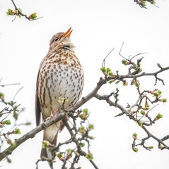 Singende Drossel im Baum