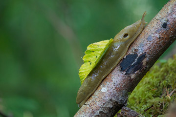 banana slug