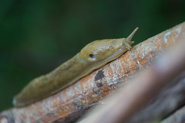banana slug