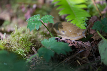 banana slug