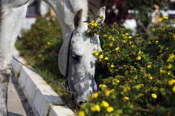Portrait of nice race horse around flower outdoor sunny day - obrazy, fototapety, plakaty
