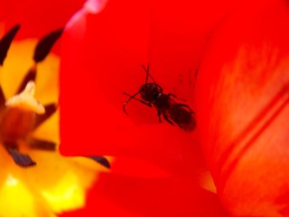 beetle in red tulip