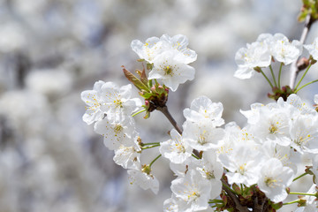 Spring border background with blossom, close-up. Abstract floral spring background. Blossoms over blurred nature background