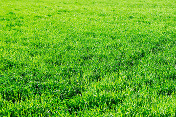 green grass background with selective focus
