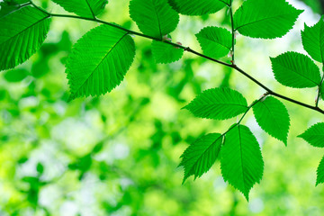 Naklejka na ściany i meble green leaves on the summer forest