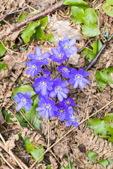 spring Flower. blue snowdrop in natural environment. shallow depth of cut. there is tinted