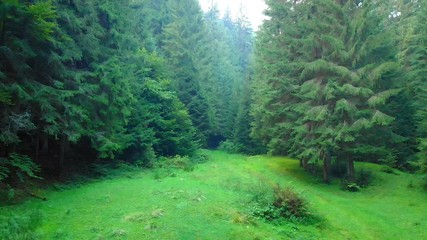 Nature trail from long meadow in forested Carpathian Mountains. Ukraine