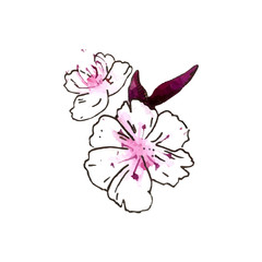 Hand drawn watercolor sakura, pink peach flower vector illustration. Romantic garden element for different background